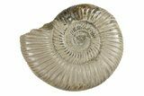 Polished Jurassic Ammonite (Perisphinctes) - Madagascar #270923-1